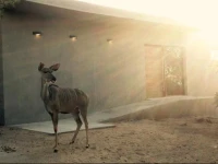 Birdsong Africa Lodge 