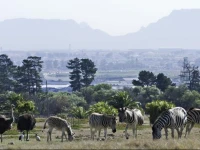 Saxenburg Wine Farm 