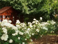 SunRose Group of Guesthouses 