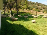 Springwater Cottages 