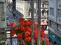 Cat and Co Guesthouse 
