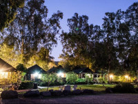 Olive In Sea Of Galilee