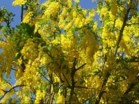 Laburnum B&B 