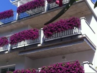 Residence Ola 