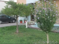 B&B Scalabrino 