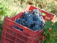 Agriturismo Pian Dei Pini 