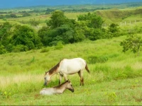 Finca Los Caballos 