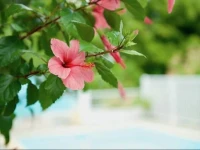 Domaine Des Hibiscus 