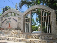 Coconut Tree West End 