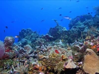 Coral Vista #5 