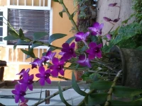 Colonial House Ambalangoda 