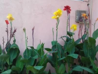 A Rajadhani Rest 