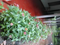 Dinora Holiday Bungalow 