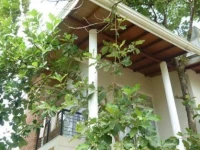 The Teak Shade 