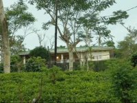 Wille Group Plantation Bungalow 
