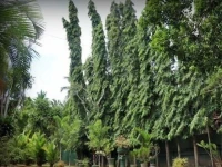 Villa Sunshine Hotel 