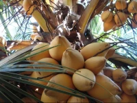 Negombo City Holiday Home 