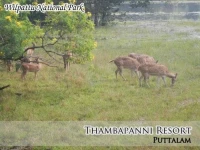 Puttalam Thambapanni Resort 