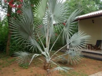 Tropical Holiday Garden Resort 2*