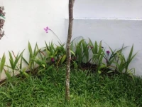 The Frangipani Home 