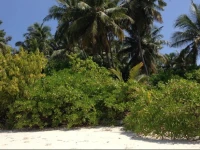 Paradise Lagoon 3*