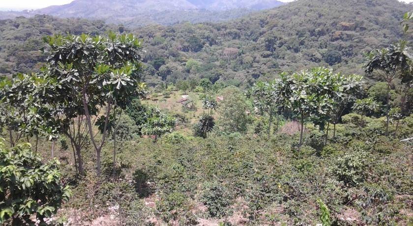 Bwindi Forest Farm 