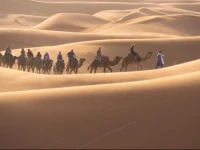 Camp Camel Tour Sahara 