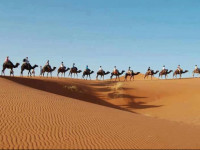 Enjoy Sahara Camp
