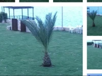 Villa El Nakheel 