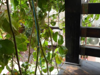 Passion Fruit Apartment