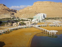 Orchid Dead Sea