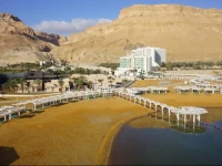 Orchid Dead Sea 