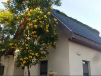 The Clementine Tree House 