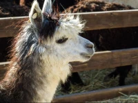 Alpaca Farm 
