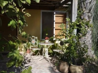 The OLive Tree 