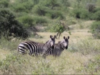 Muteleu Maasai Traditional Village 
