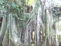 Topos Tree House 