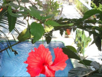 Hotel Mandarina