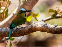 Posada MotMot 