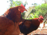 Finca Paraiso