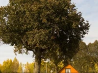 Viesu mДЃja BДЃliЕ†i 