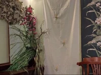 Dana Guest House 