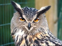 BirdWatch-Lithuania 