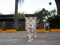 Aurea Hotel and Suites 