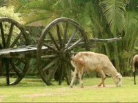 JardГ­n de Palmira 