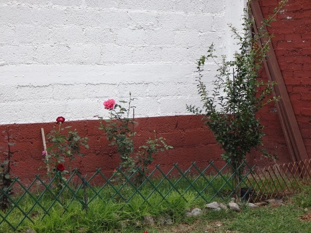 Casa Las Rosas 
