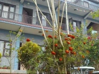 Lemon Tree Guest House 
