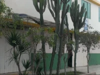 California Peru VIP 