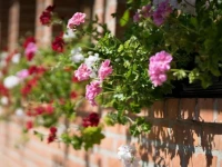Guest House Vila Djokic 