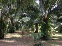 Khao Sok Palm Garden Resort 2*